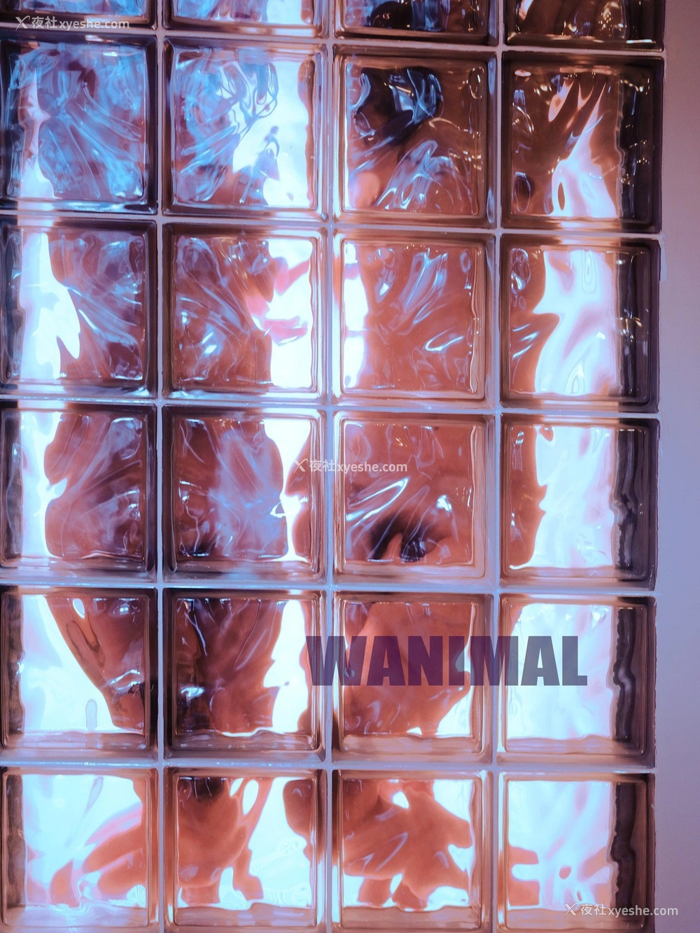 1P - 王动]WANIMAL Tumblr写真收集