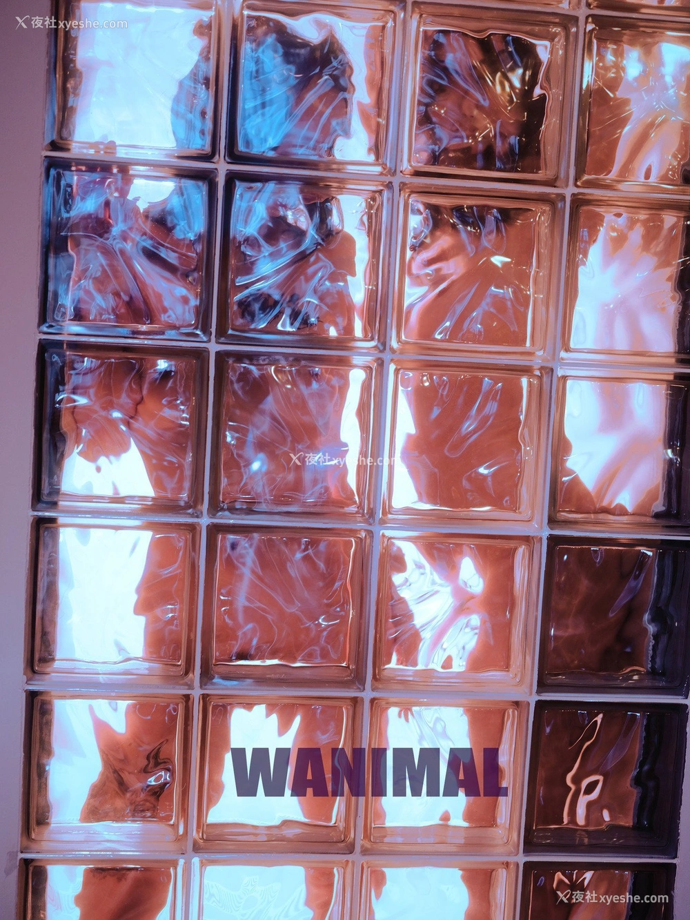 1P - 王动]WANIMAL Tumblr写真收集