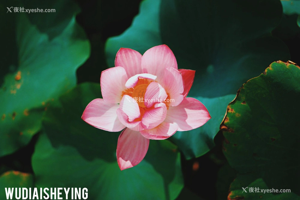 1P - 摄影师无敌爱摄影人体私拍合集（十四）