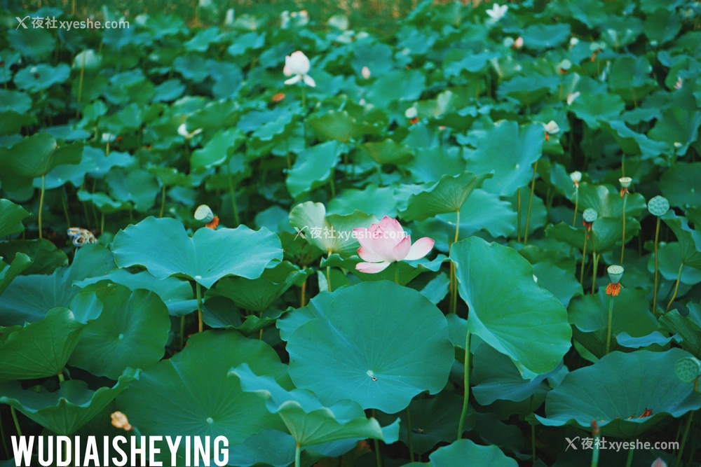 1P - 摄影师无敌爱摄影人体私拍合集（十四）
