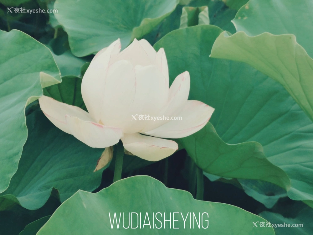1P - 摄影师无敌爱摄影人体私拍合集（十）