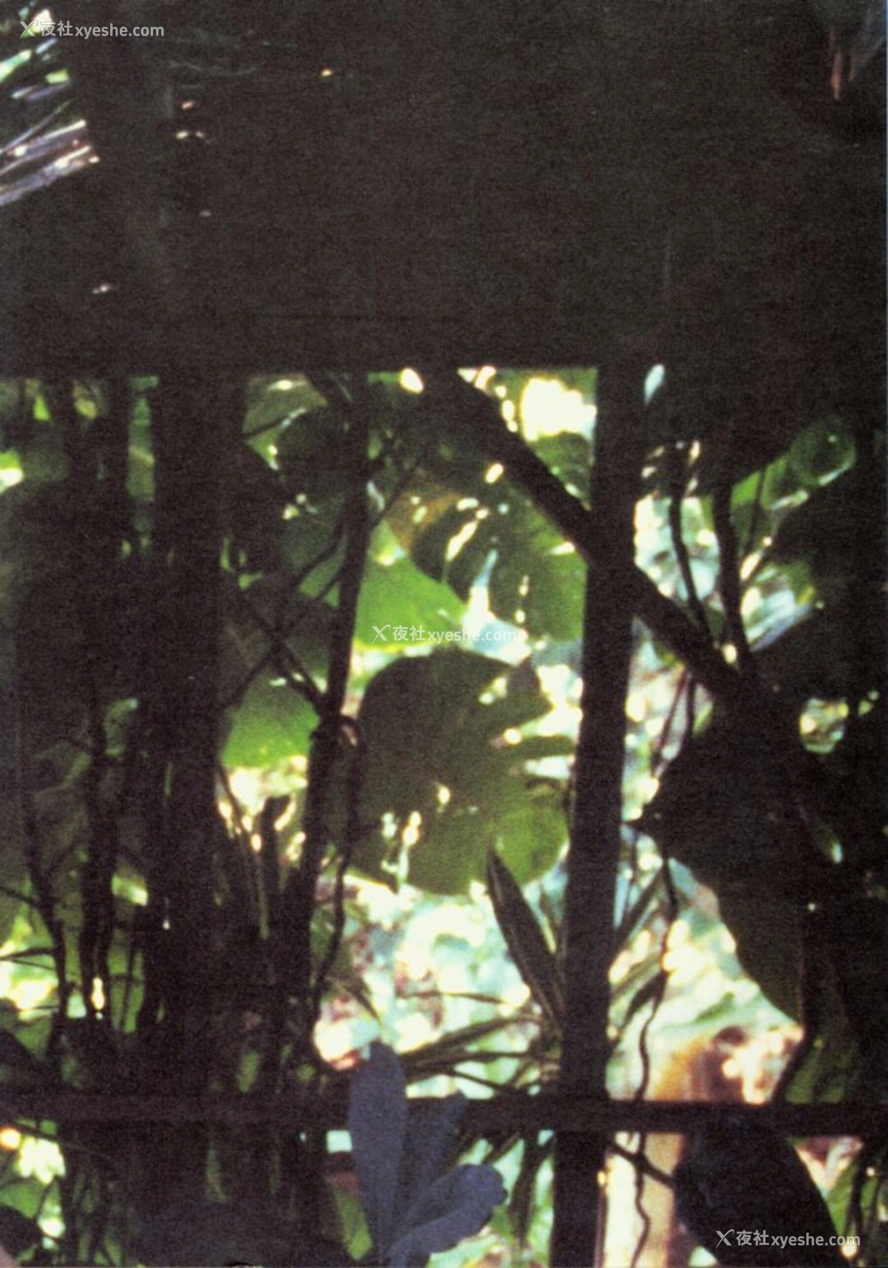 1P - GEKISHA in HAWAII
