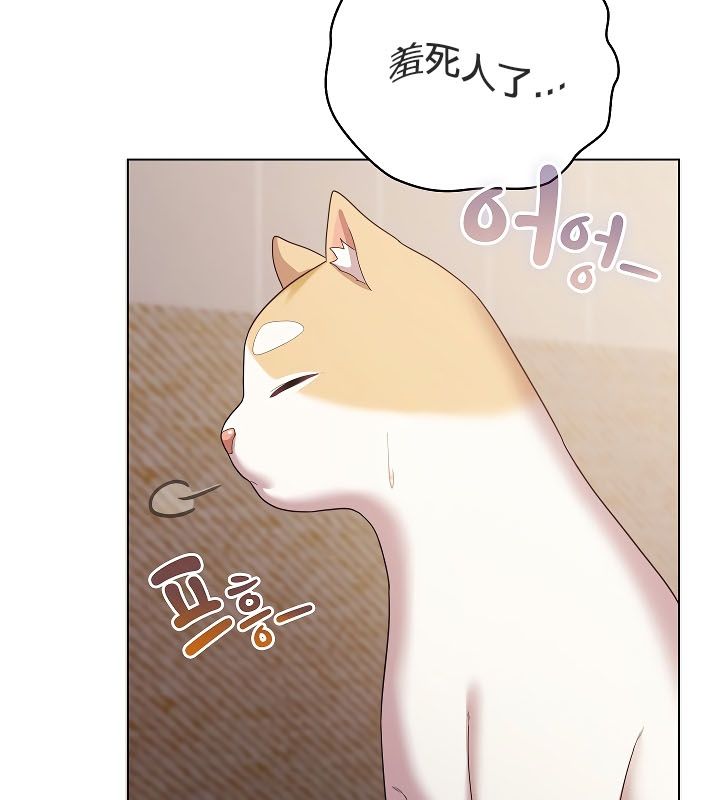 114P - 猫猫牵红线
