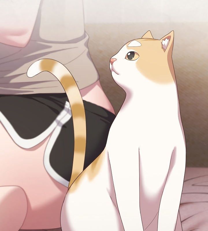 87P - 猫猫牵红线