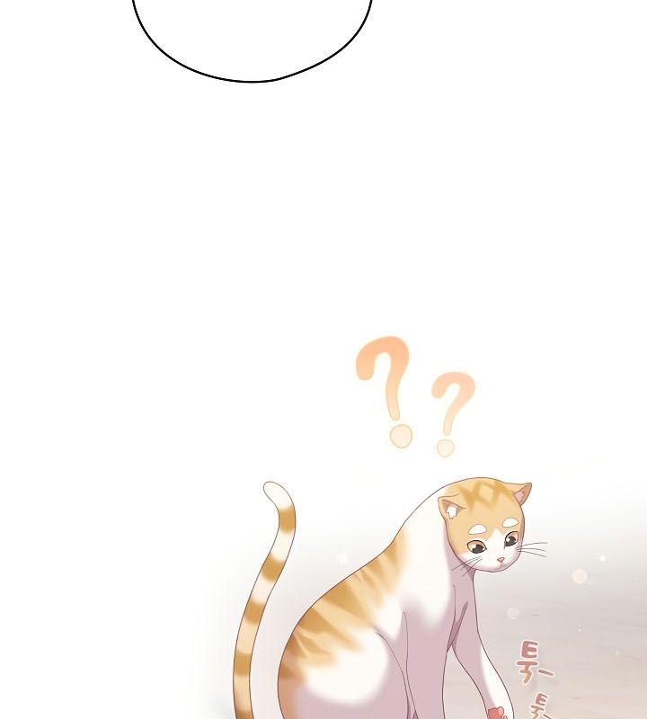 100P - 猫猫牵红线
