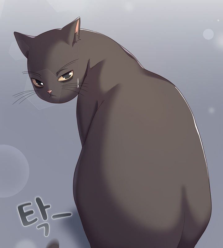 15P - 猫猫牵红线