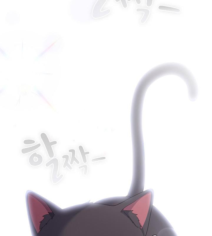 67P - 猫猫牵红线