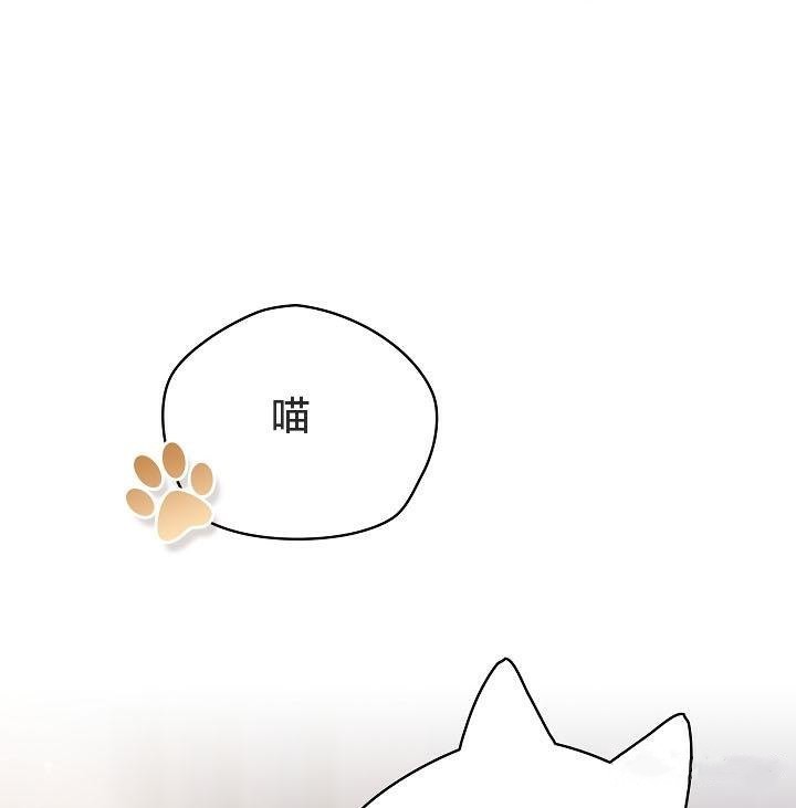 5P - 猫猫牵红线