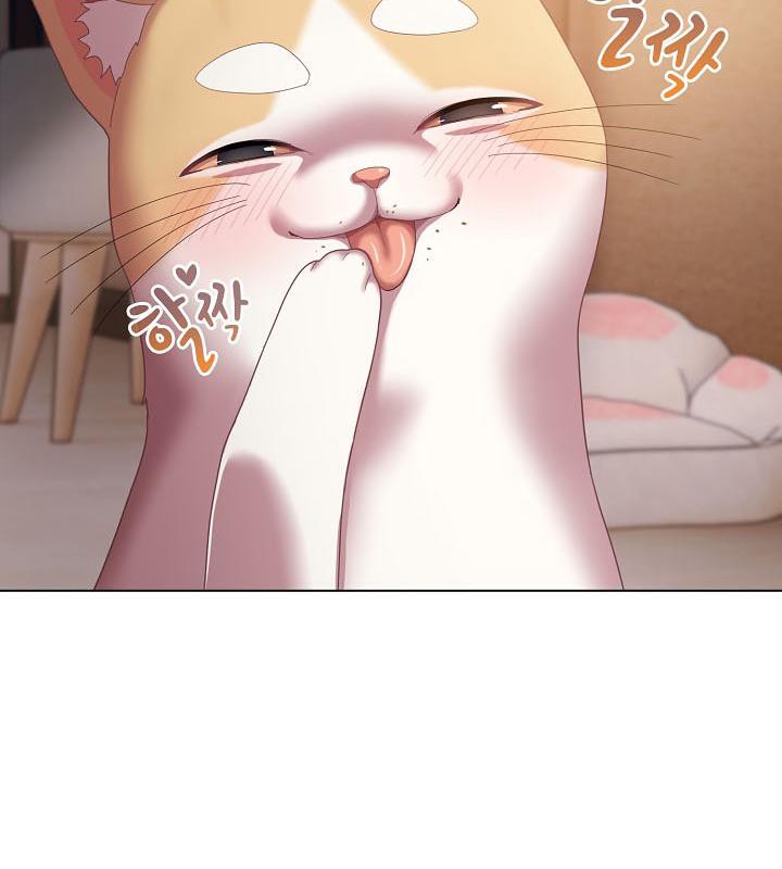 67P - 猫猫牵红线