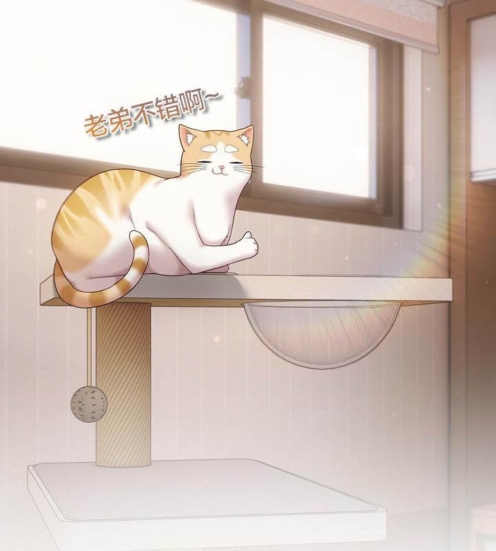 89P - 猫猫牵红线