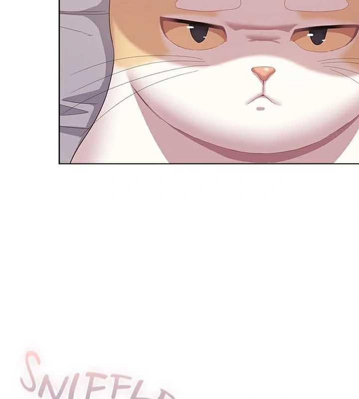 52P - 猫猫牵红线