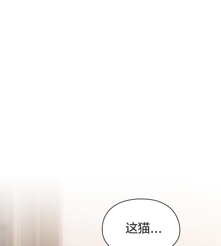 6P - 猫猫牵红线